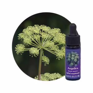 Angelica Floral da Califórnia 7,5 ml