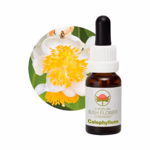 Calophyllum Floral do Bush Australiano 15 ml