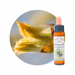 Chestnut Bud Floral de Bach 10 ml