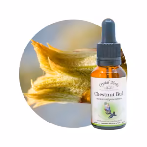 Chestnut Bud Floral de Bach 20 ml