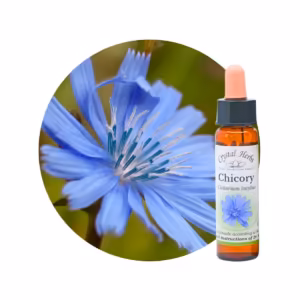 Chicory Floral de Bach 10 ml