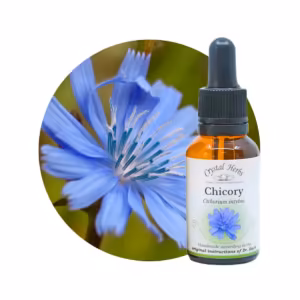 Chicory Floral de Bach 20 ml