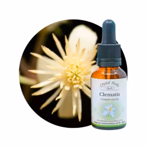 Clematis Floral de Bach 20 ml