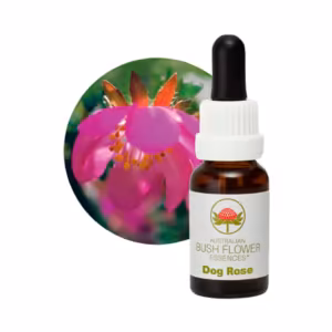 Dog Rose Floral do Bush Australiano 15 ml