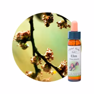 Elm Floral de Bach 10 ml