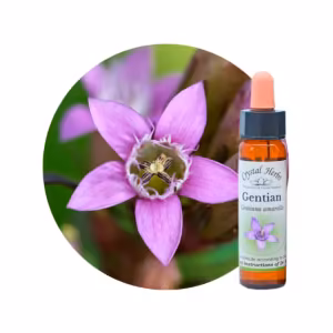 Gentian Floral de Bach 10 ml