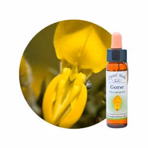 Gorse Floral de Bach 10 ml