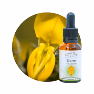 Gorse Floral de Bach 20 ml