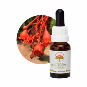 Illawara Flame Tree Floral do Bush Australiano 15 ml