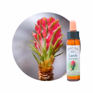 Larch Floral de Bach 10 ml