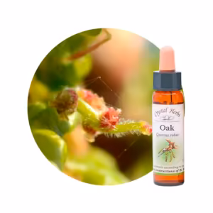Oak Floral de Bach 10 ml