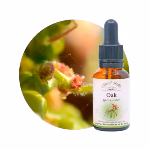 Oak Floral de Bach 20 ml