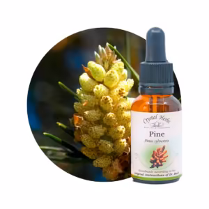 Pine Floral de Bach 20 ml