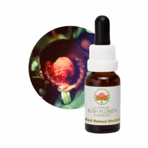Red Helmet Orchid Floral do Bush Australiano 15 ml