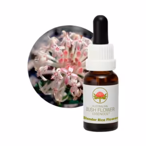 Slender Rice Flower Floral do Bush Australiano 15 ml