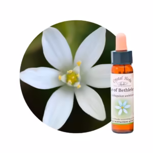 Star of Bethlehem Floral de Bach 10ml
