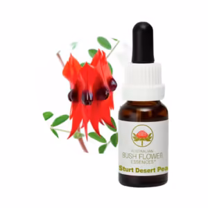 Sturt Desert Pea Floral do Bush Australiano 15 ml