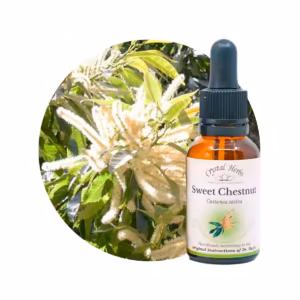 Sweet Chestnut Floral de Bach 20 ml