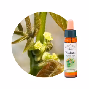 Walnut Floral de Bach 10 ml