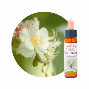 White Chestnut Floral de Bach 10 ml
